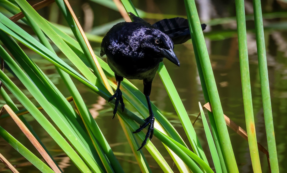 Great-tailed Grackle - ML638731088