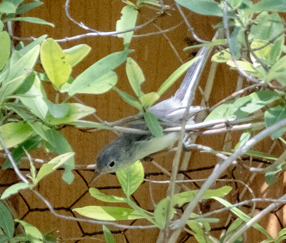 Blue-gray Gnatcatcher - ML638731103