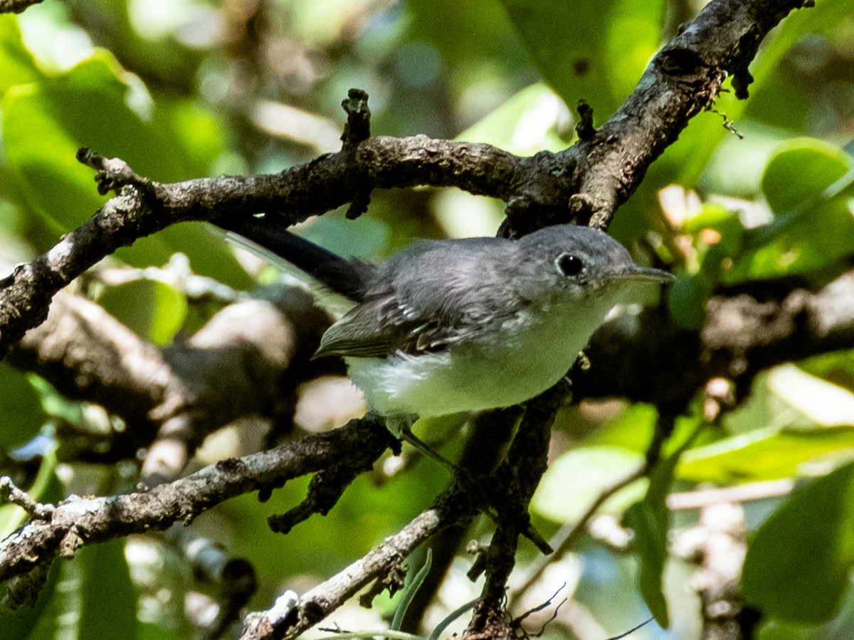 Blue-gray Gnatcatcher - ML638731105