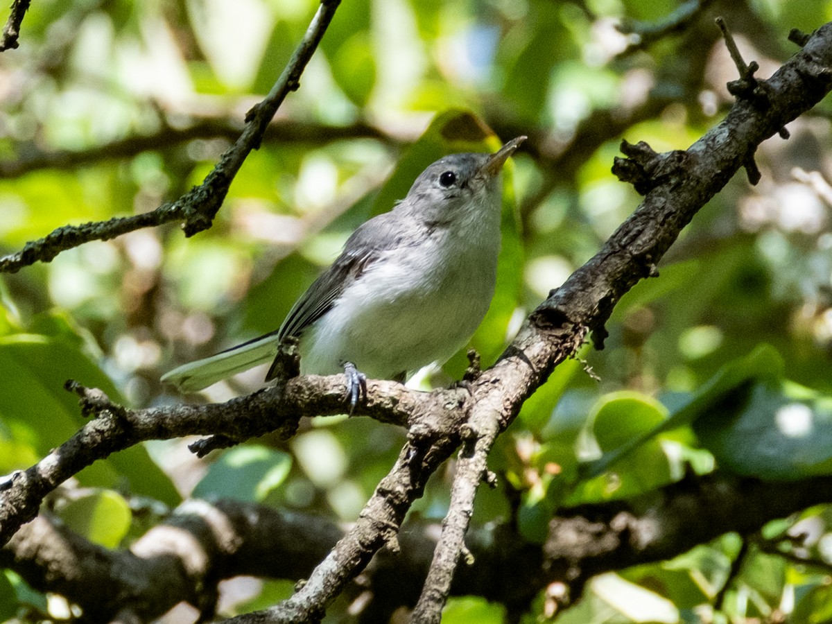 Blue-gray Gnatcatcher - ML638731106