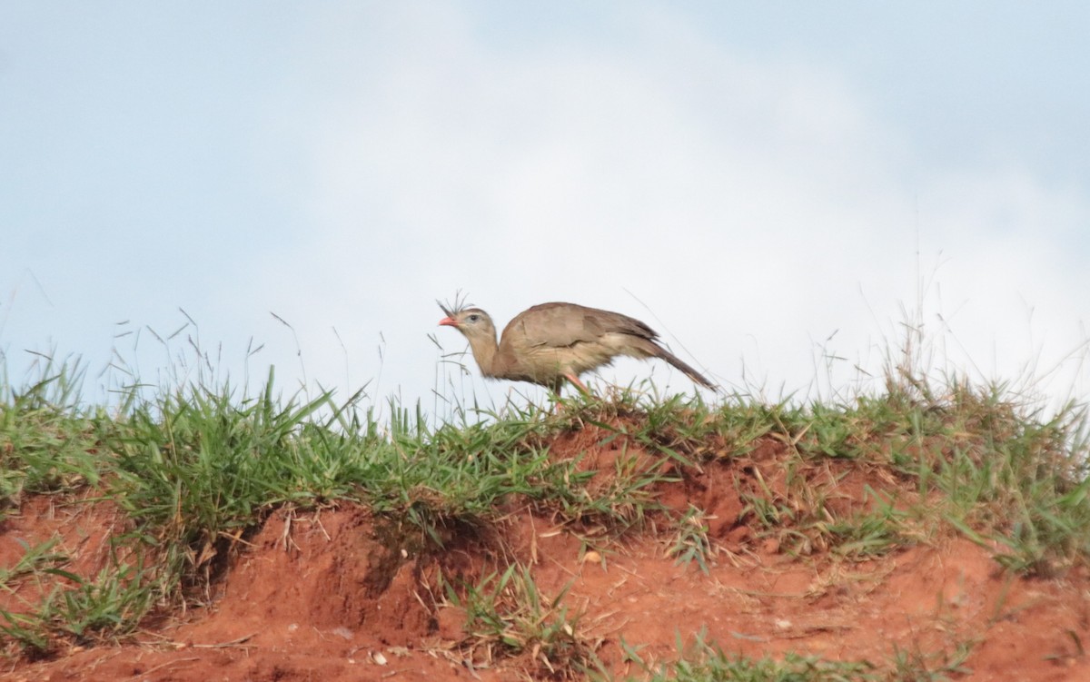 Red-legged Seriema - ML638731116