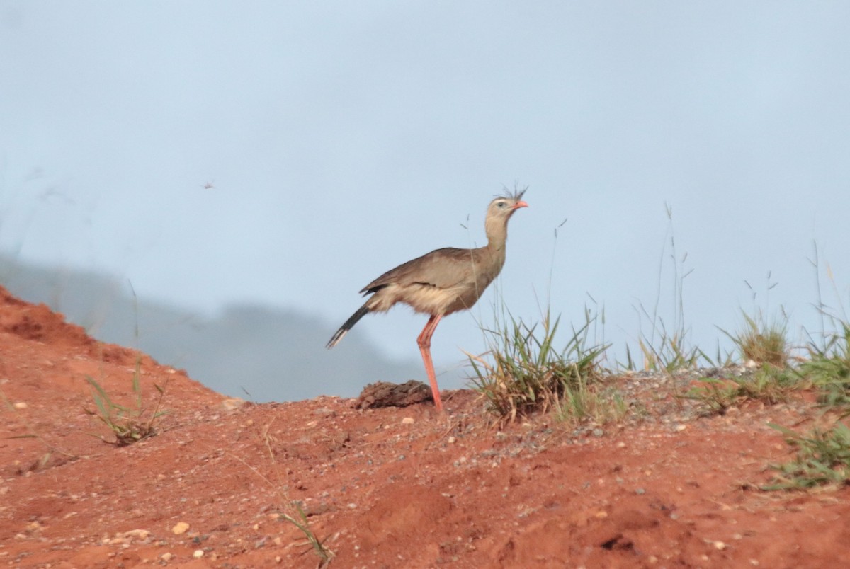 Red-legged Seriema - ML638731117