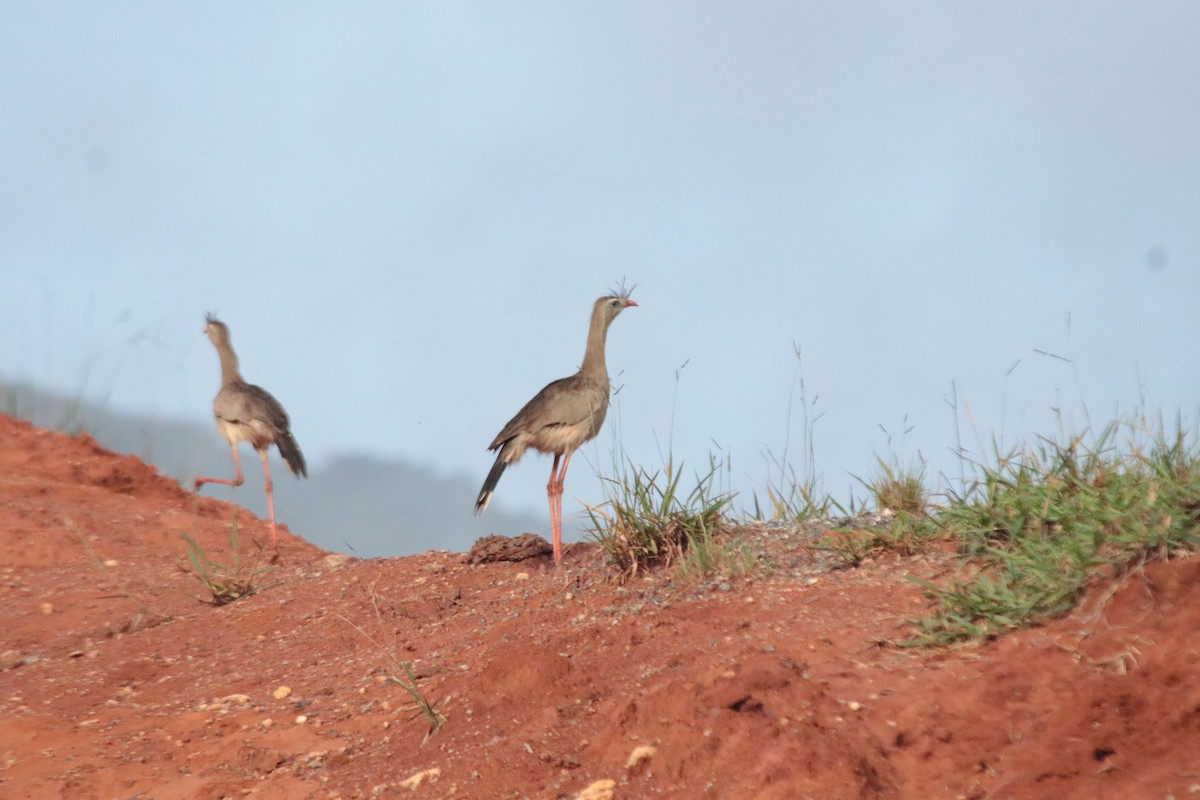 Red-legged Seriema - ML638731119