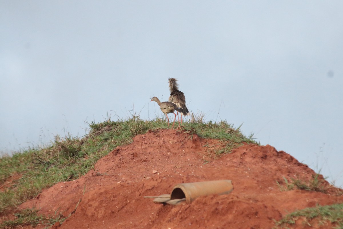 Red-legged Seriema - ML638731120