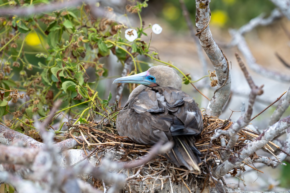 Red-footed Booby (Eastern Pacific) - ML638731122