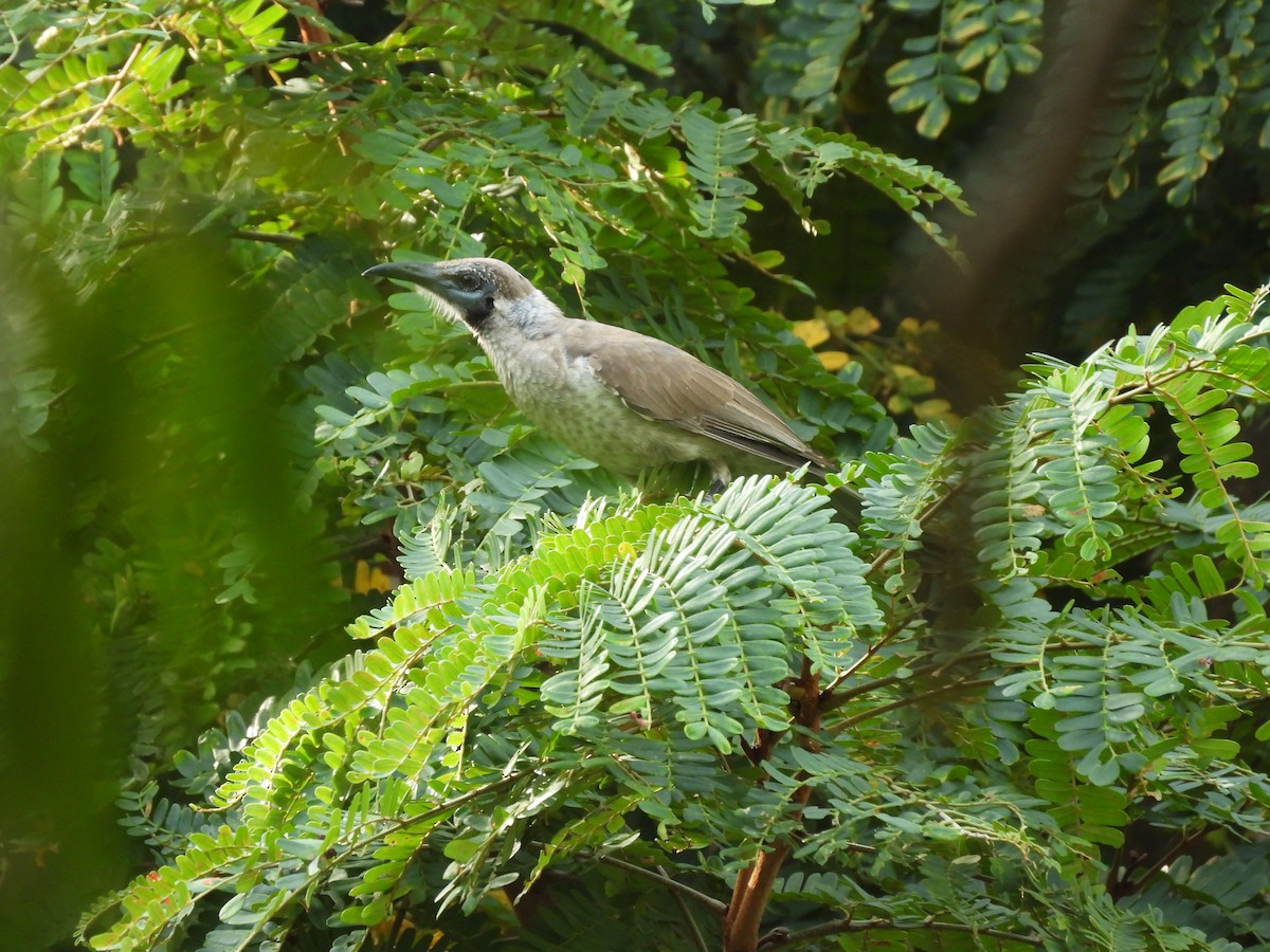 Little Friarbird - ML638731123