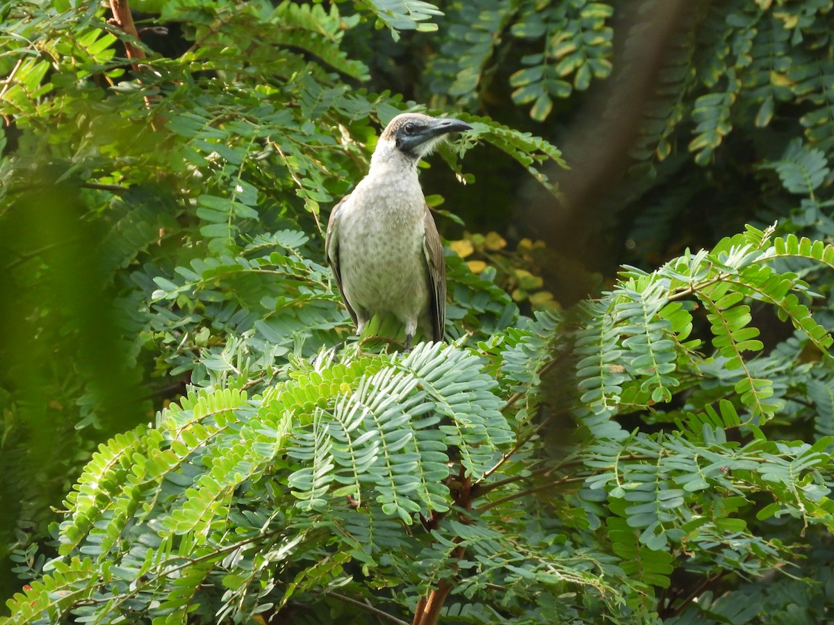 Little Friarbird - ML638731125