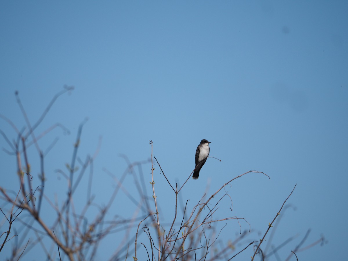 Eastern Kingbird - ML638731126