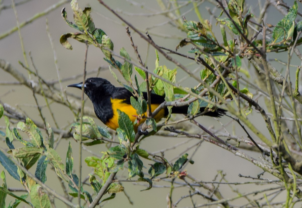 Black-vented Oriole - ML638731127