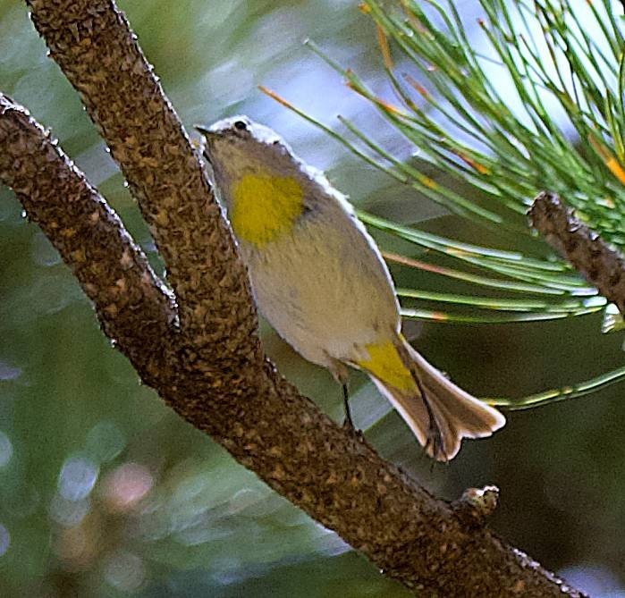 Virginia's Warbler - ML638731128