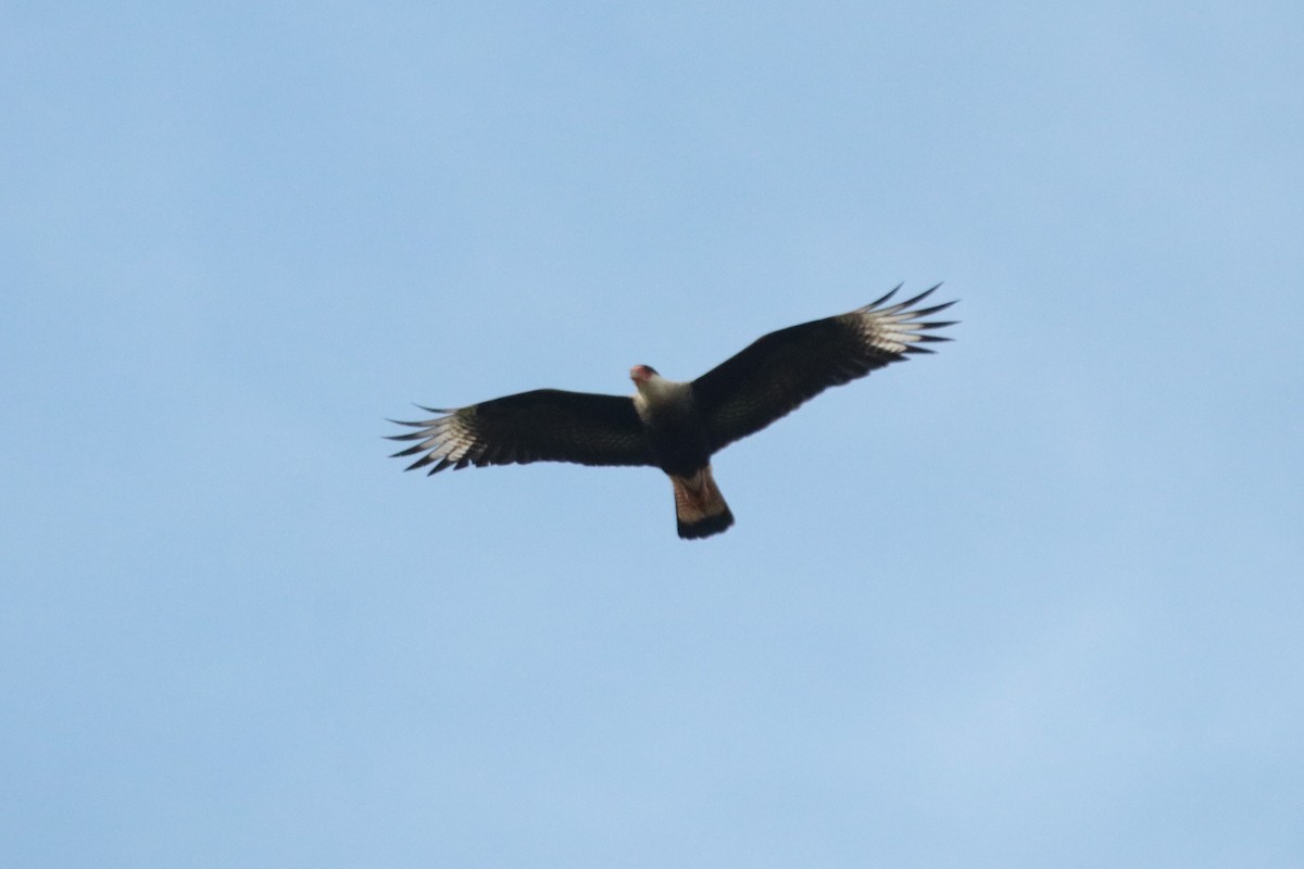 Crested Caracara - ML638731129