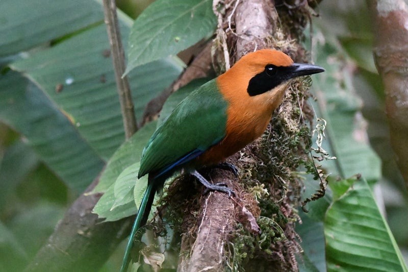 Rufous Motmot - ML638731133