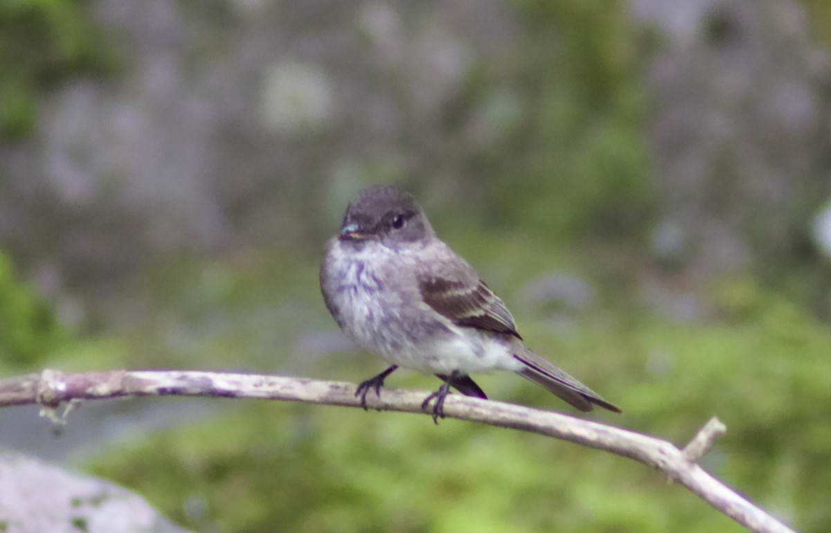 Eastern Phoebe - ML638731137