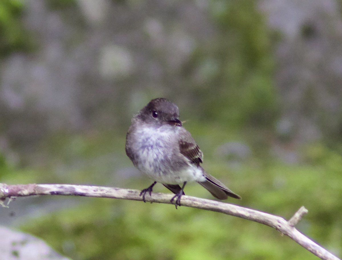 Eastern Phoebe - ML638731138