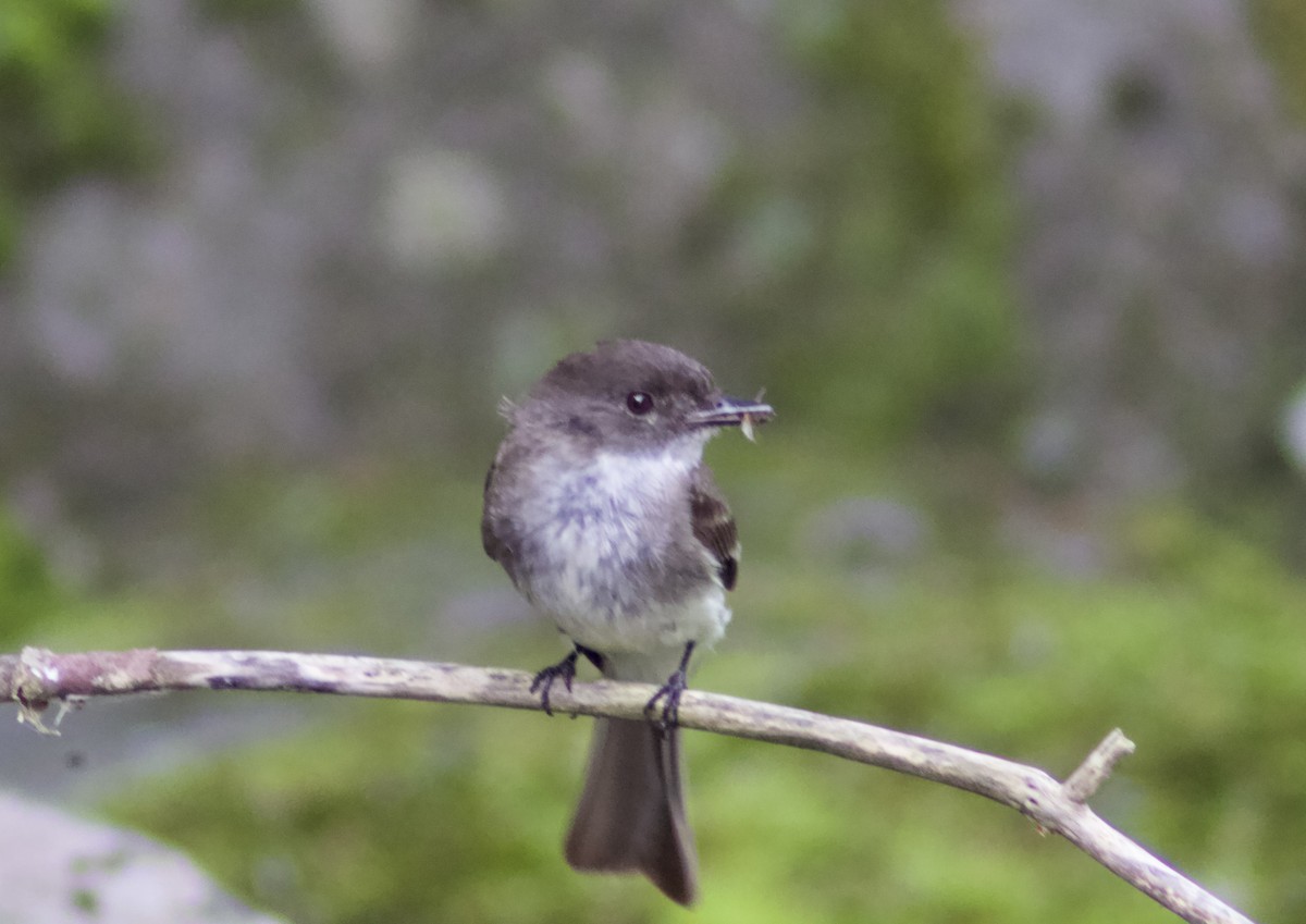 Eastern Phoebe - ML638731139