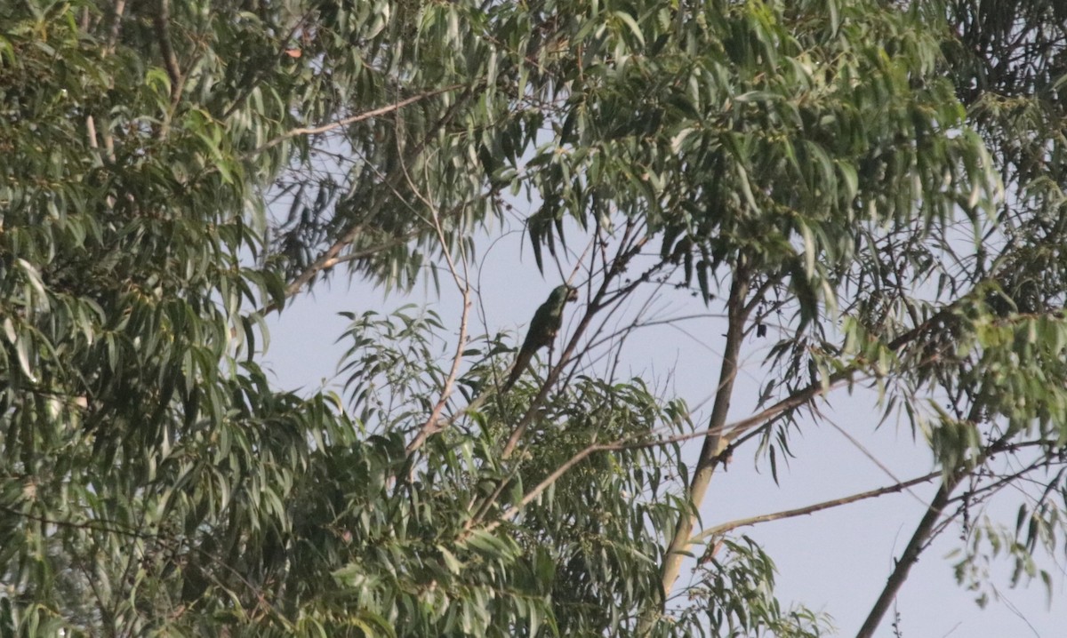 Blue-winged Macaw - ML638731142