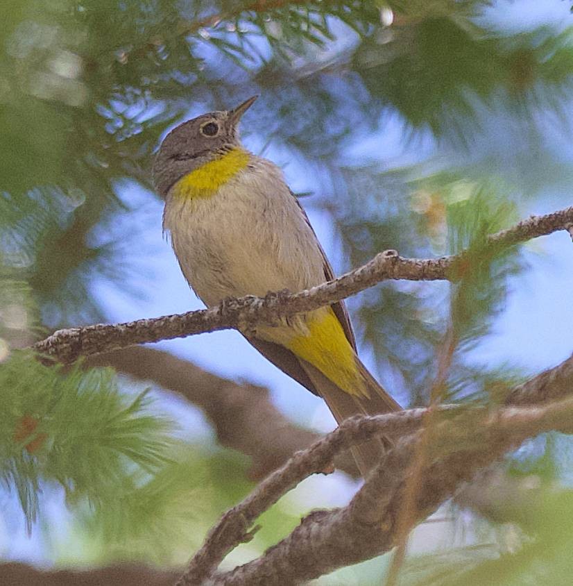 Virginia's Warbler - ML638731143