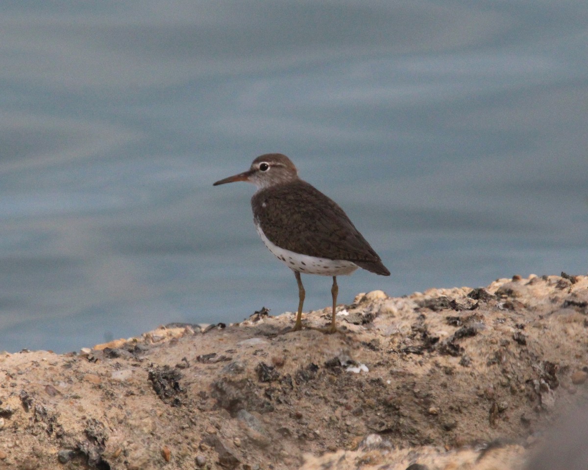Spotted Sandpiper - ML638731146