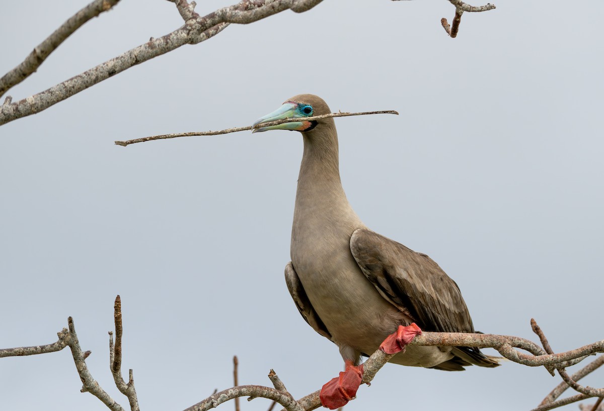 Red-footed Booby (Eastern Pacific) - ML638731147