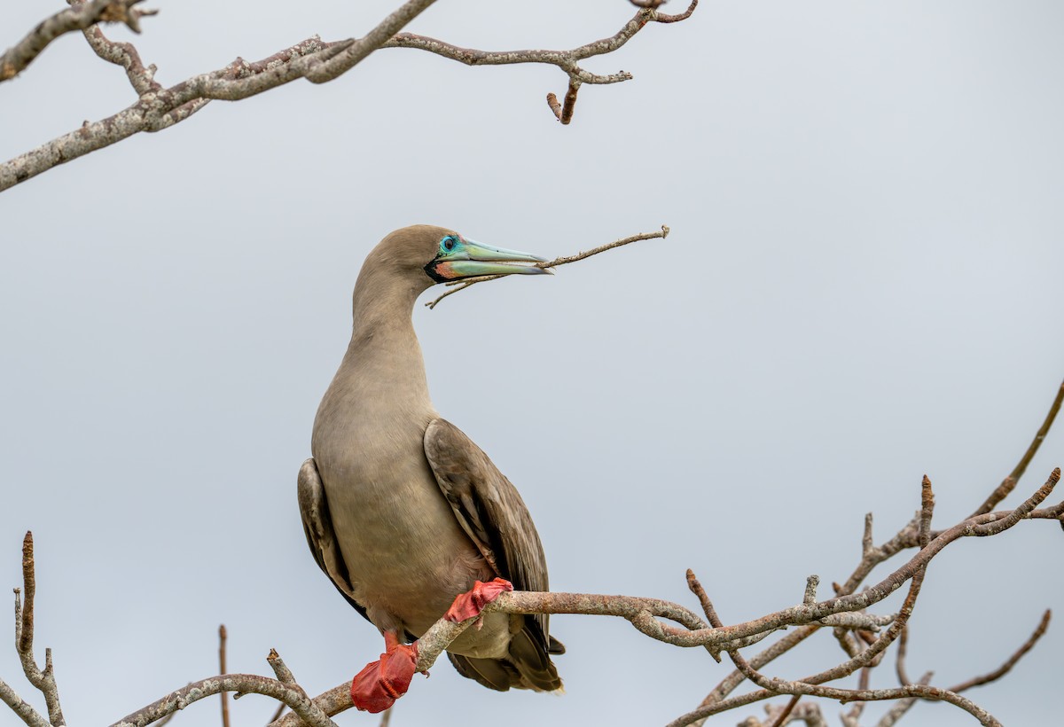 Red-footed Booby (Eastern Pacific) - ML638731148