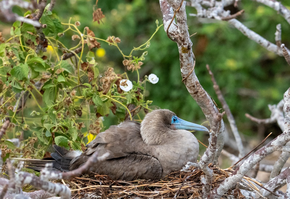 Red-footed Booby (Eastern Pacific) - ML638731153