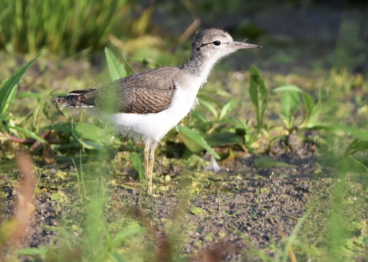 flekksnipe - ML638731163