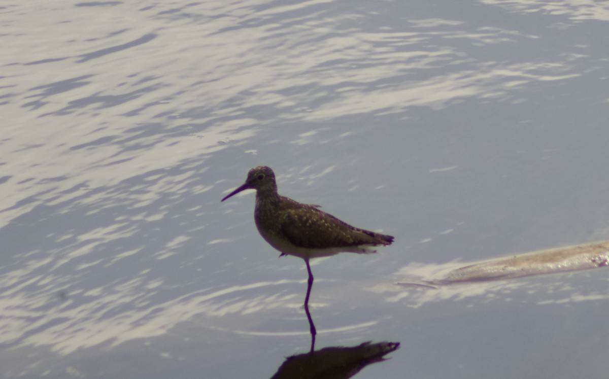 Einsiedelwasserläufer - ML638731193