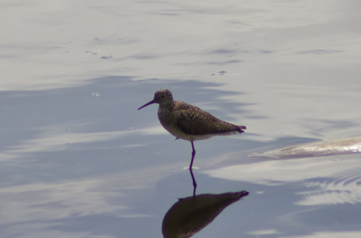 Einsiedelwasserläufer - ML638731194