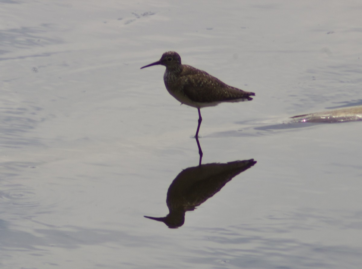 Einsiedelwasserläufer - ML638731195