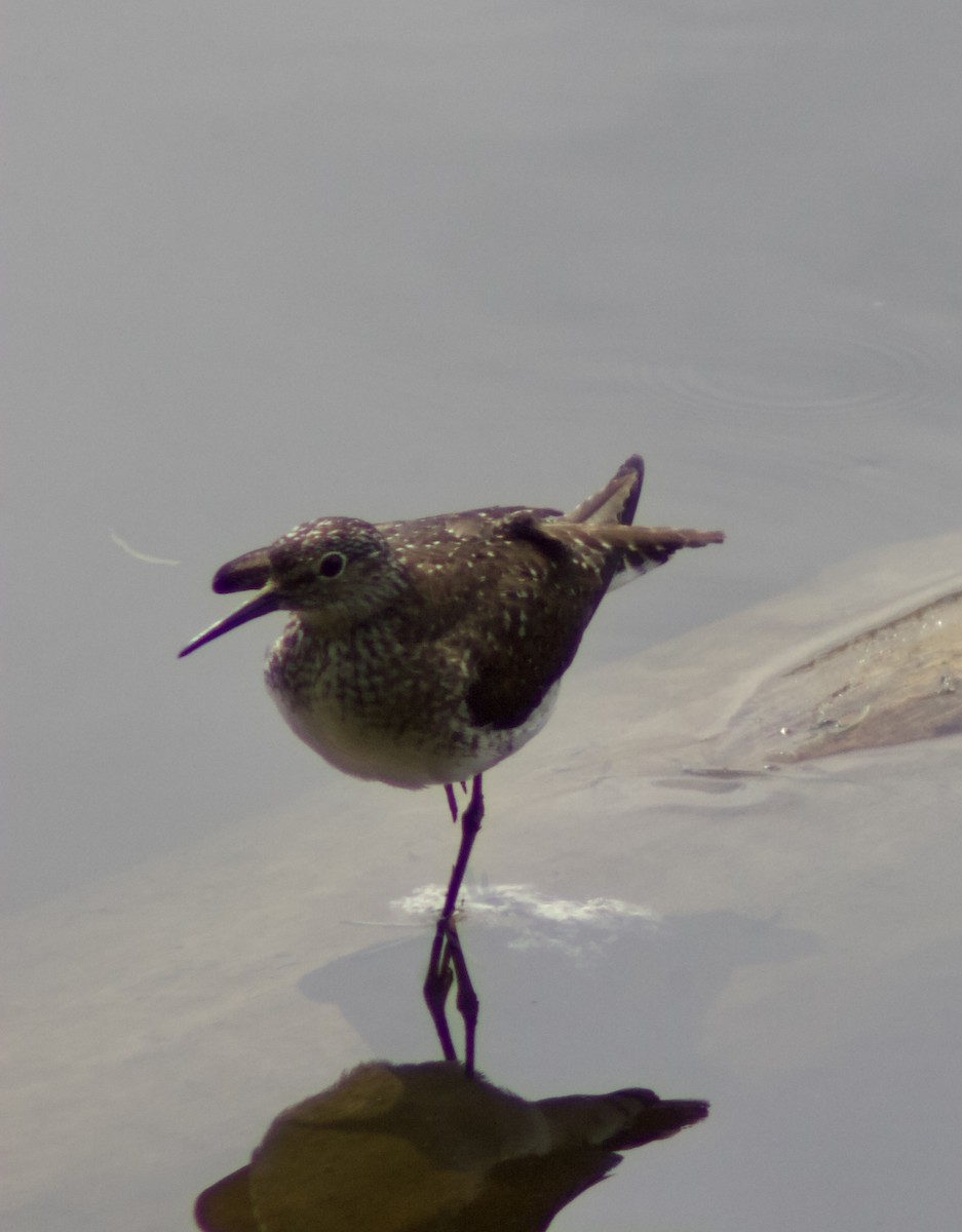 Einsiedelwasserläufer - ML638731196