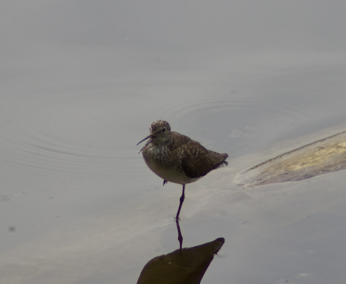 Einsiedelwasserläufer - ML638731197