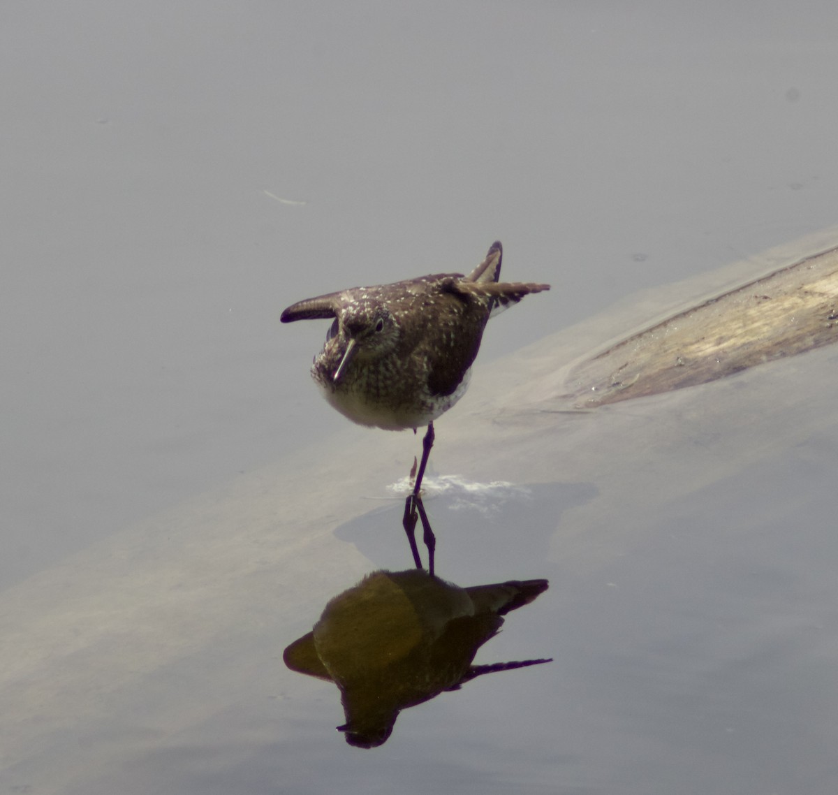Einsiedelwasserläufer - ML638731198