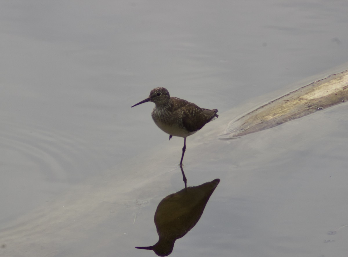 Einsiedelwasserläufer - ML638731199