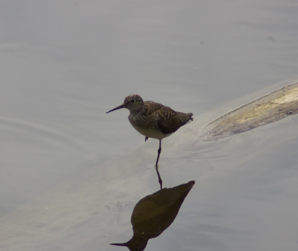 Einsiedelwasserläufer - ML638731200