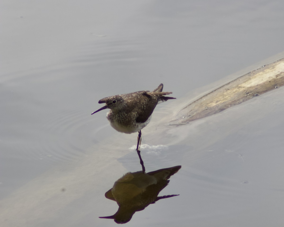 Einsiedelwasserläufer - ML638731201