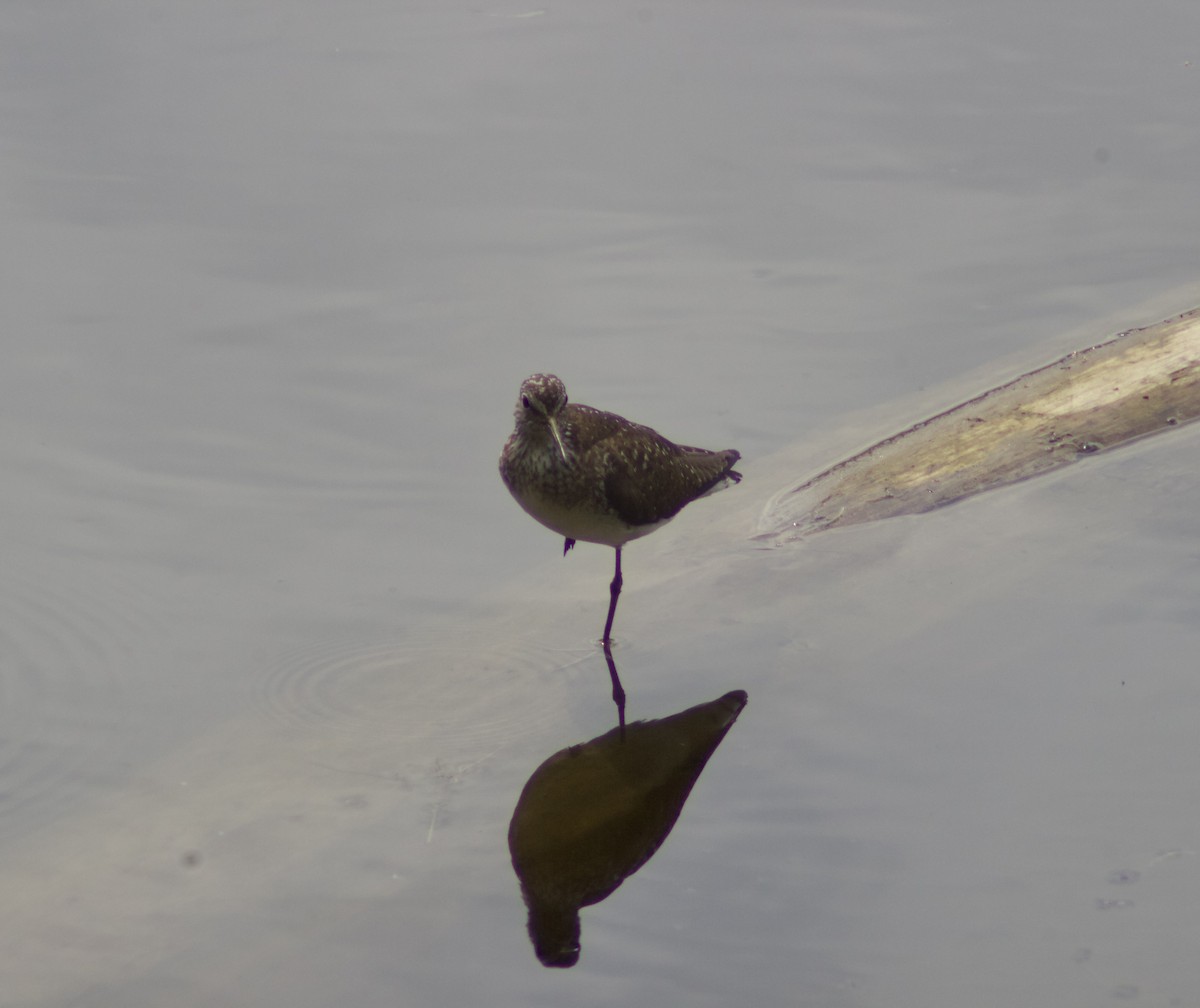 Einsiedelwasserläufer - ML638731202