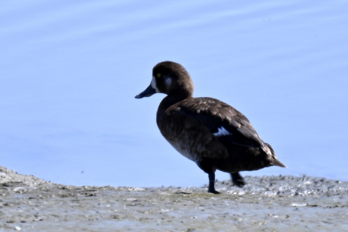 Greater Scaup - ML638731218