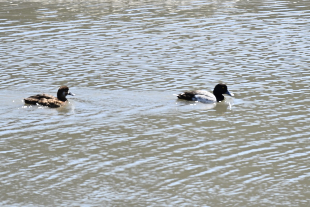 Greater Scaup - ML638731225