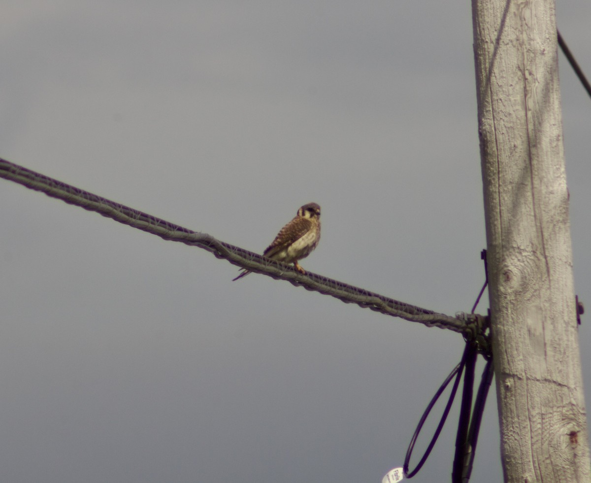 American Kestrel - ML638731237