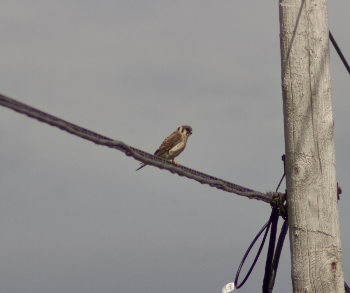American Kestrel - ML638731238