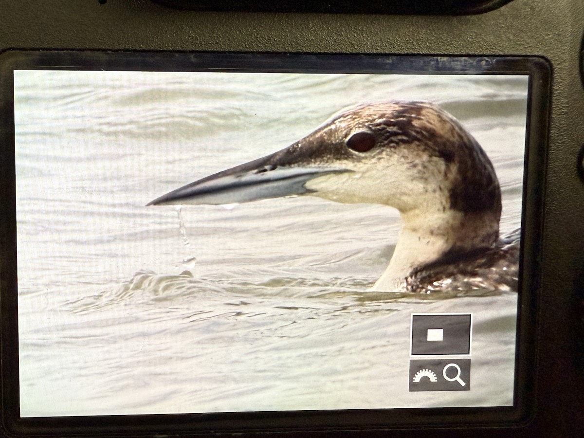 Common Loon - ML638731239