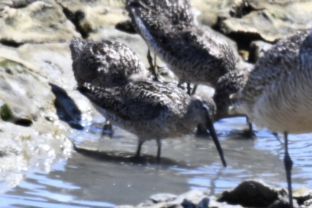 Short-billed Dowitcher - ML638731268