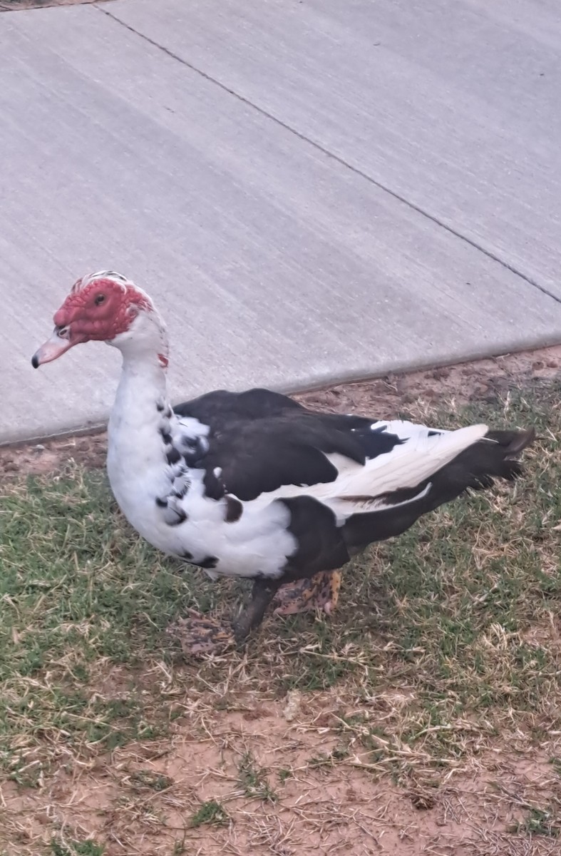 Muscovy Duck (Domestic type) - ML638731269