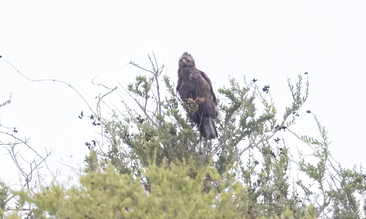 Wahlberg's Eagle - ML638731273