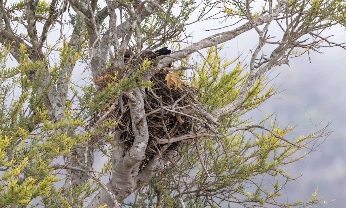 Wahlberg's Eagle - ML638731274