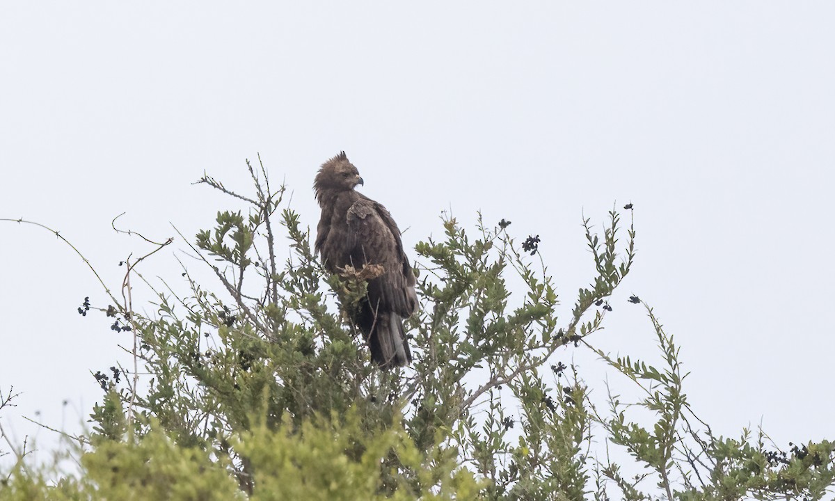 Wahlberg's Eagle - ML638731275