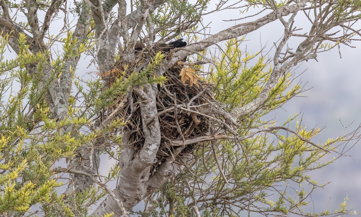 Wahlberg's Eagle - ML638731276