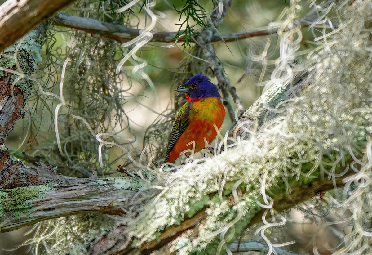 Painted Bunting - ML638731277