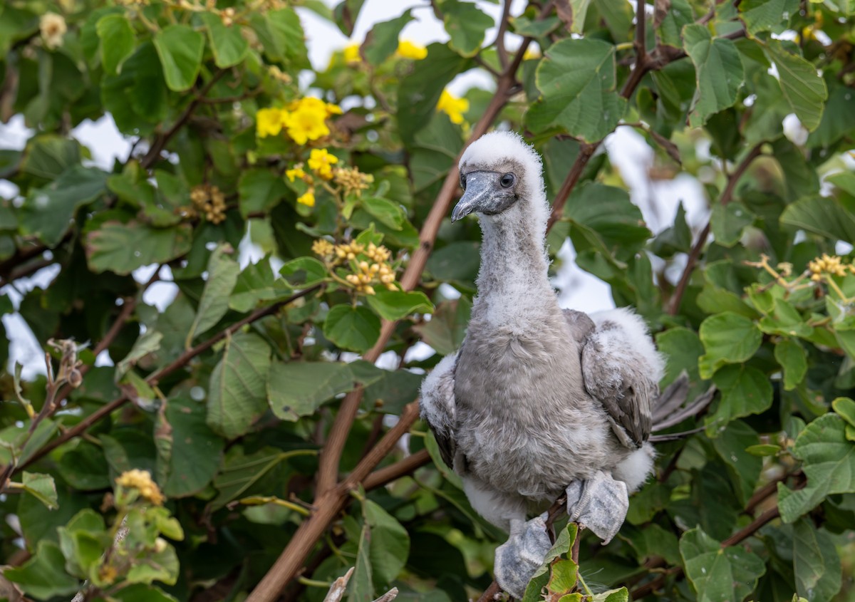 Red-footed Booby (Eastern Pacific) - ML638731278