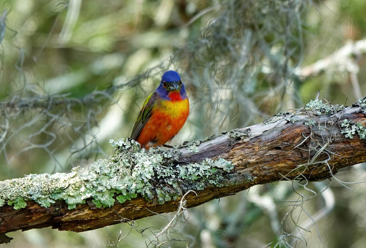 Painted Bunting - ML638731286